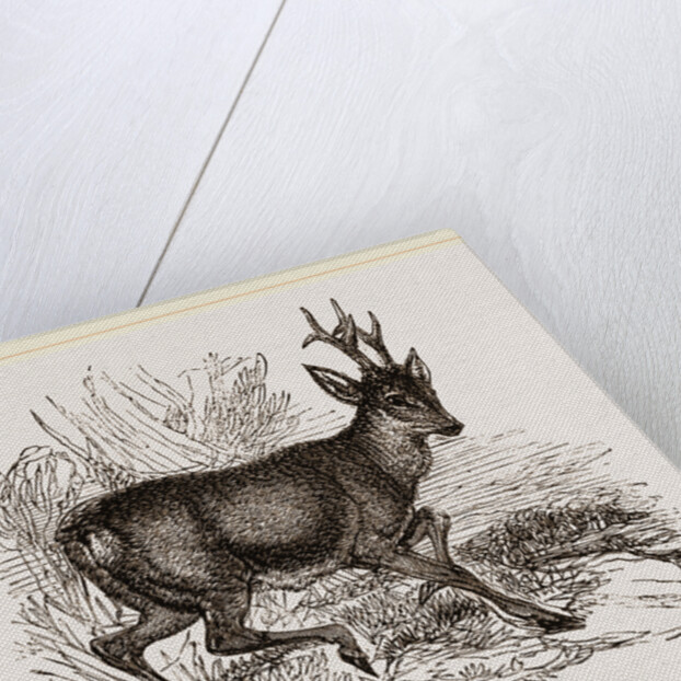 Roebuck by Anonymous