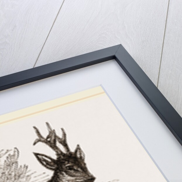 Roebuck by Anonymous