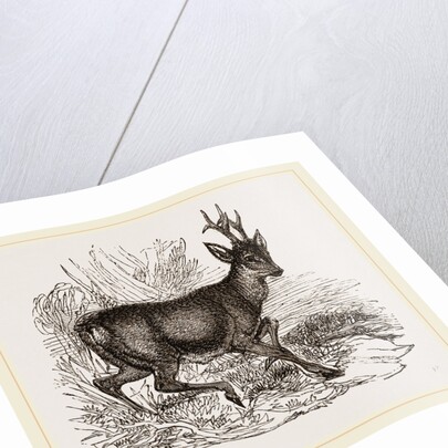 Roebuck by Anonymous