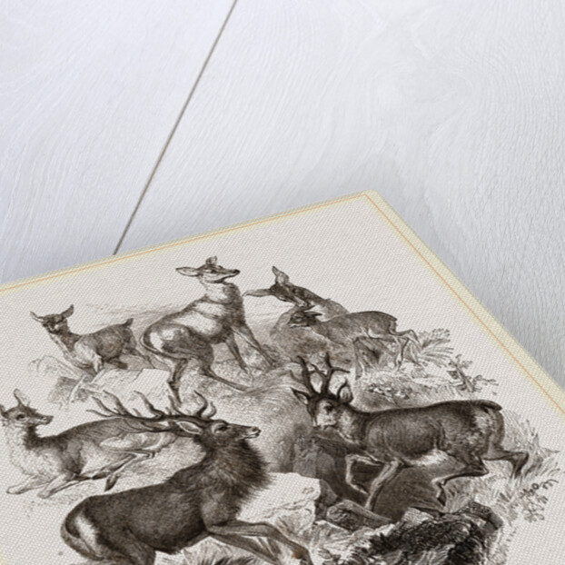 A Stag and the Roebuck by Anonymous