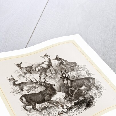 A Stag and the Roebuck by Anonymous