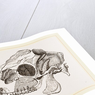 Skull of Sambur Deer by Anonymous