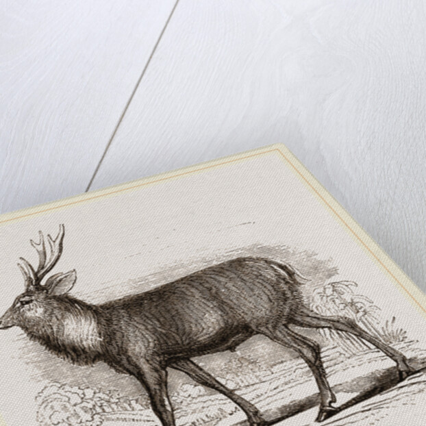 Sambur-Deer by Anonymous