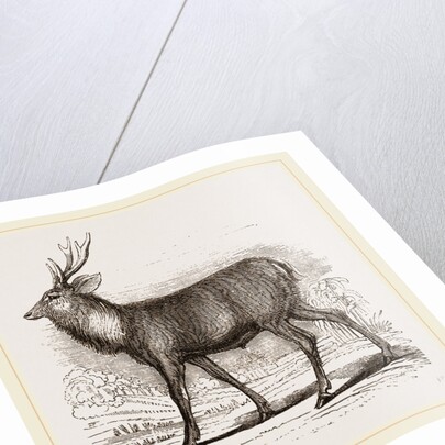 Sambur-Deer by Anonymous