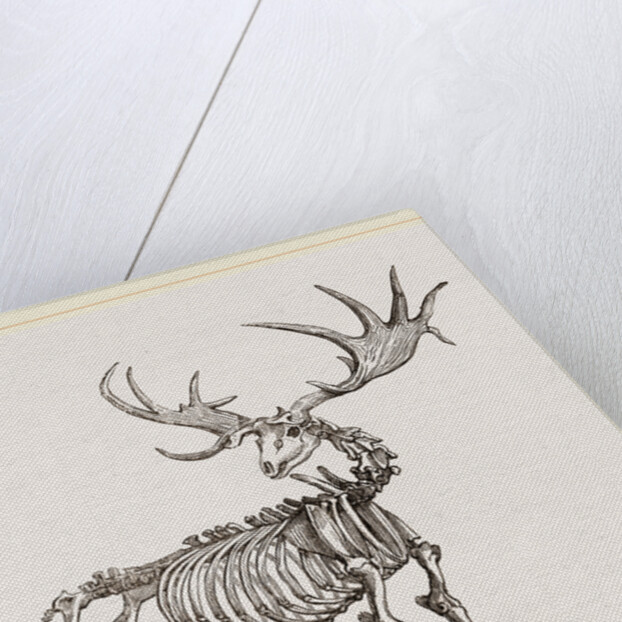 Skeleton of Fossil Elk by Anonymous