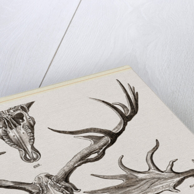 Fossil Elk by Anonymous