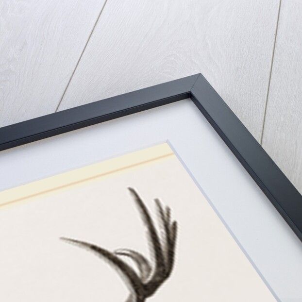 Fossil Elk by Anonymous