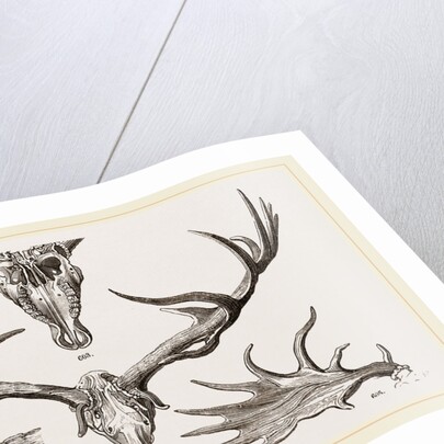 Fossil Elk by Anonymous