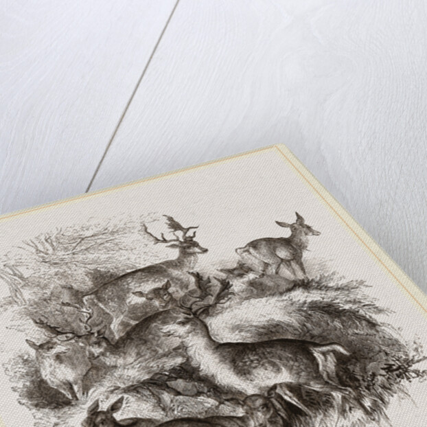 Fallow Deer by Anonymous