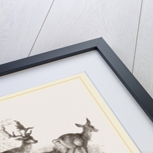 Fallow Deer by Anonymous