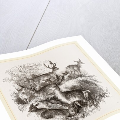 Fallow Deer by Anonymous