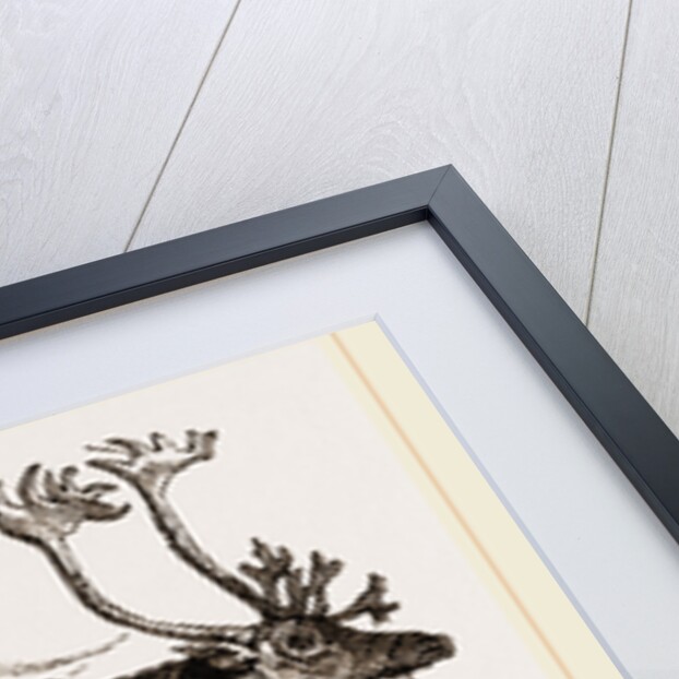 Rein-Deer and Laplanders by Anonymous