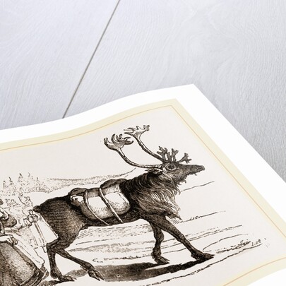 Rein-Deer and Laplanders by Anonymous
