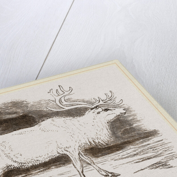 Rein-Deer by Anonymous