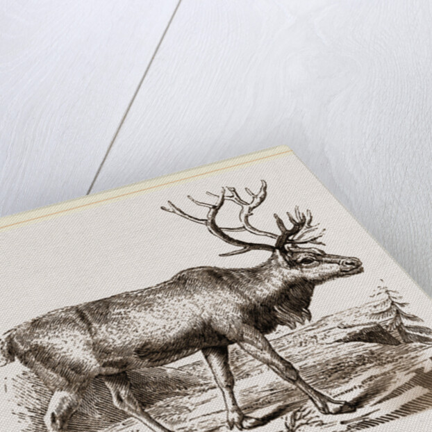 Rein Deer by Anonymous