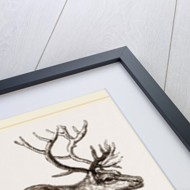 Rein Deer by Anonymous