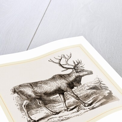 Rein Deer by Anonymous