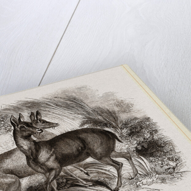 Musk-Deer by Anonymous