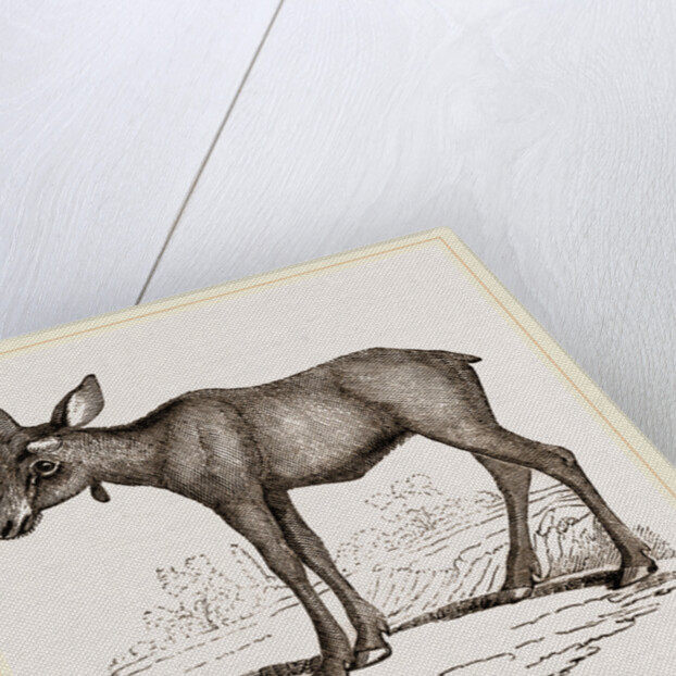 Moose-Deer by Anonymous