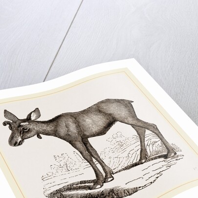 Moose-Deer by Anonymous