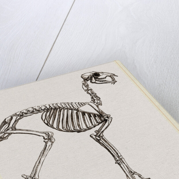 Skeleton of Musk-Deer by Anonymous