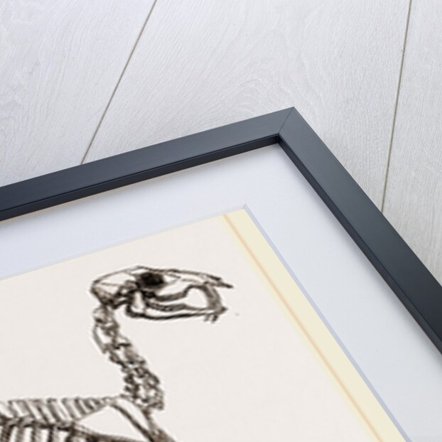 Skeleton of Musk-Deer by Anonymous