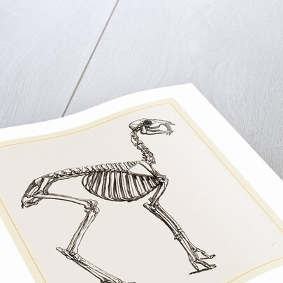 Skeleton of Musk-Deer by Anonymous