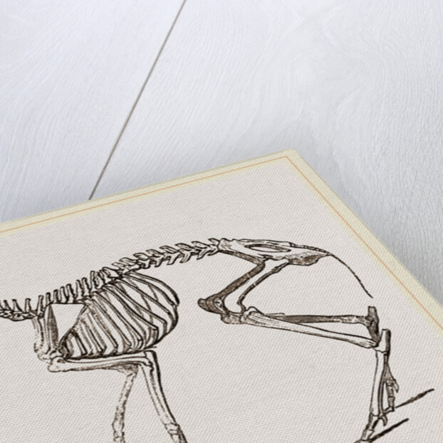Skeleton of Meminna by Anonymous
