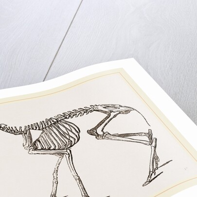 Skeleton of Meminna by Anonymous