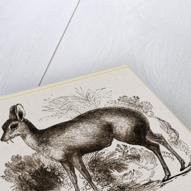 Musk-Deer by Anonymous