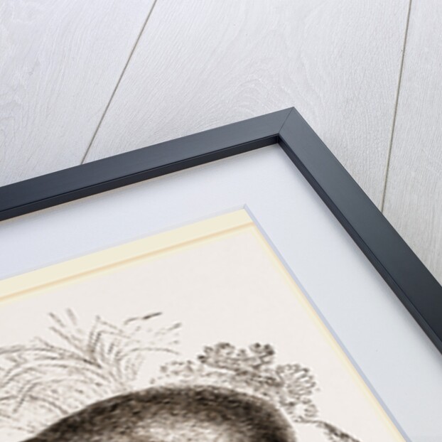 Musk-Deer by Anonymous