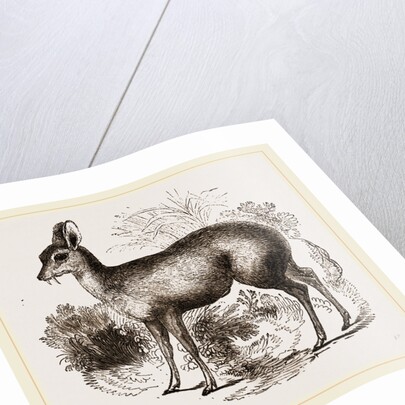 Musk-Deer by Anonymous