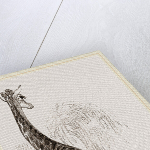 Giraffe by Anonymous