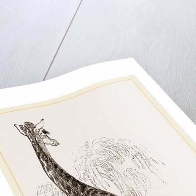 Giraffe by Anonymous