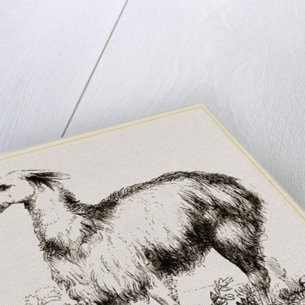 Tame Llama white by Anonymous