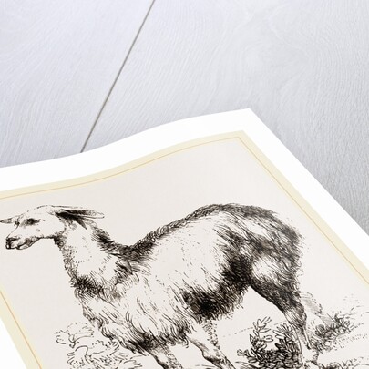 Tame Llama white by Anonymous