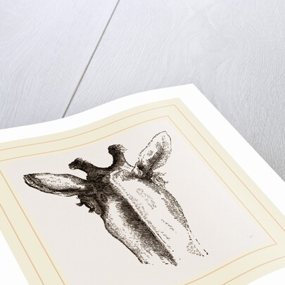 Back view of Giraffe's Head by Anonymous