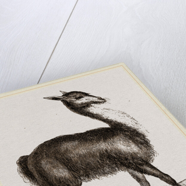 Guanaco by Anonymous