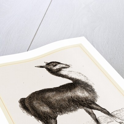 Guanaco by Anonymous