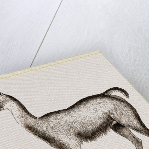 Ma1e Brown Wild Lliana or Guanaco by Anonymous
