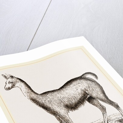 Ma1e Brown Wild Lliana or Guanaco by Anonymous
