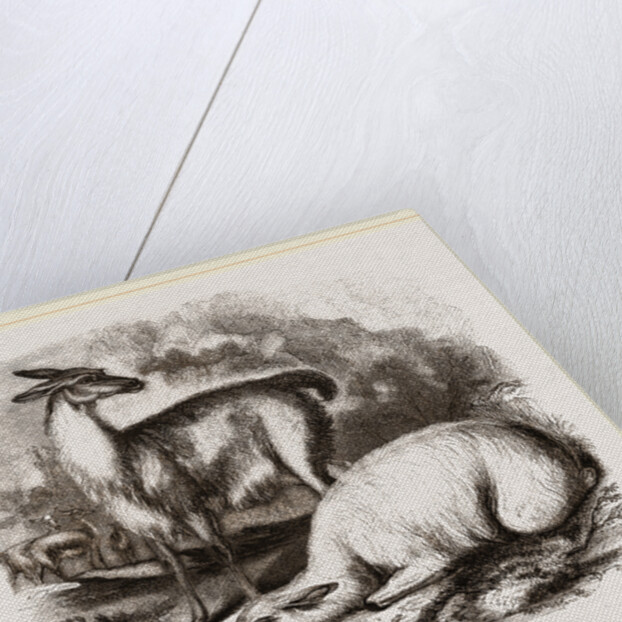 Guanaco and Tame White Llama by Anonymous