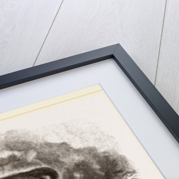 Guanaco and Tame White Llama by Anonymous