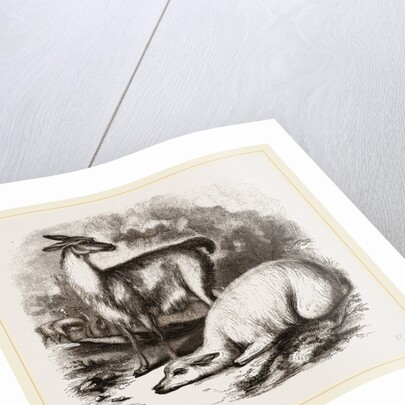 Guanaco and Tame White Llama by Anonymous