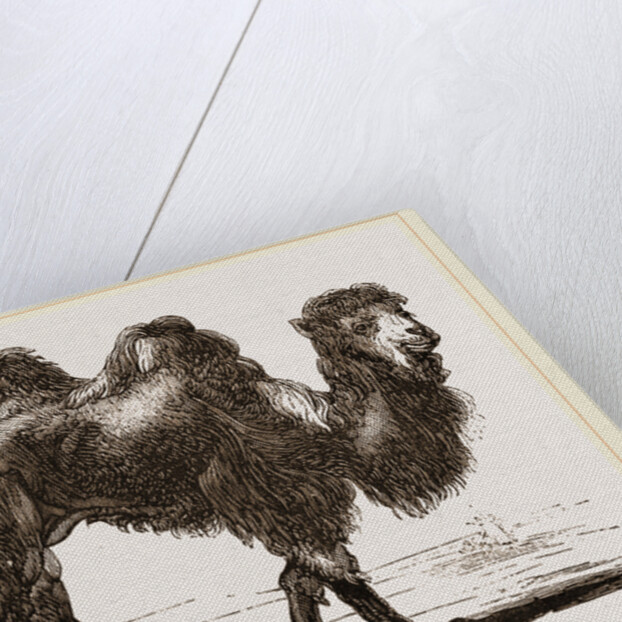 Bactrian Camel by Anonymous