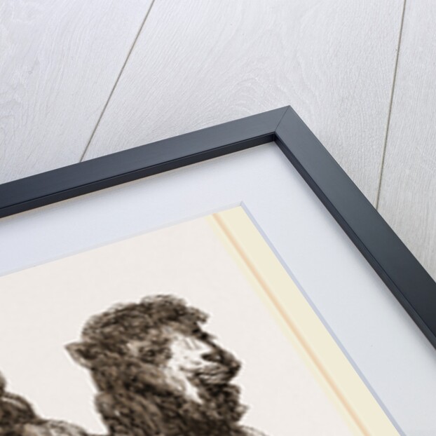 Bactrian Camel by Anonymous