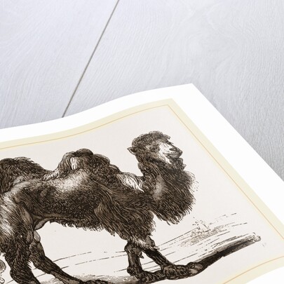 Bactrian Camel by Anonymous