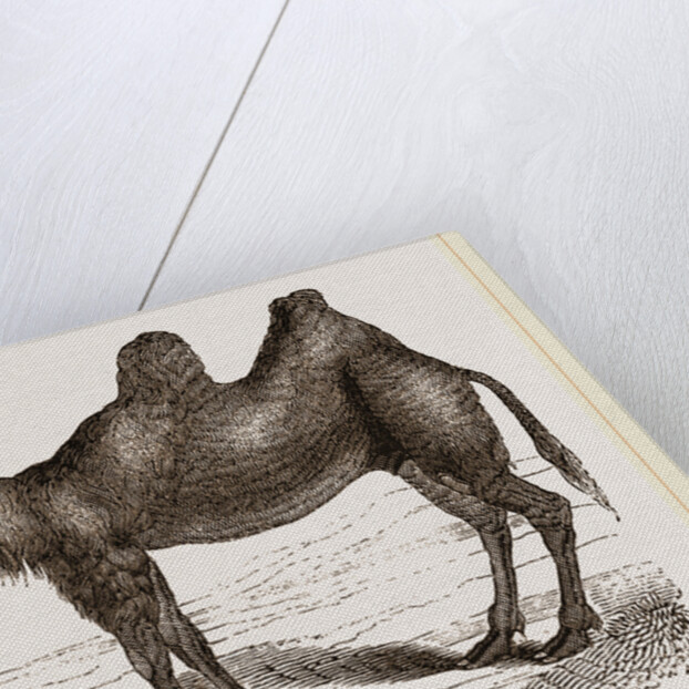 Bactrian Camel by Anonymous