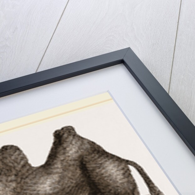 Bactrian Camel by Anonymous