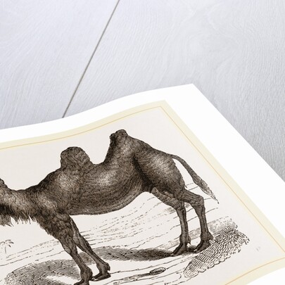 Bactrian Camel by Anonymous